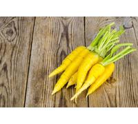 Viridis Hortus - Carrot Yellowstone - 1,000 (1.25g's) Vegetable Seeds