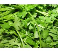 Viridis Hortus - Coriander Herb - 3,500 (35g's) Long Established Popular Herb - Chinese Parsley, Dhania, Cilantro