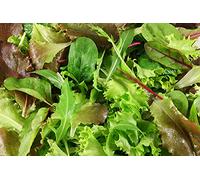 Viridis Hortus - Lettuce BabyLeaf Mesclun Mix - 5,000 (4.92g's) - A Blend of Salad Leaf Mix Lettuce Seeds