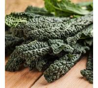 Viridis Hortus - Nero Di Toscana Borecole Curly Kale 3,000 (10g's) Vegetable Seeds