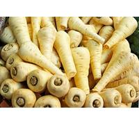 Viridis Hortus - Parsnip "EWK Imperial Crown" 1,150 (5g's) Vegetable Seeds - Excellent Crunchy Texture