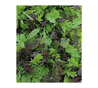 Viridis Hortus - Tasty Mustard Mix 1,700 (2.8g's) Nutritious Salad Babyleaf Mix Vegetable Seeds