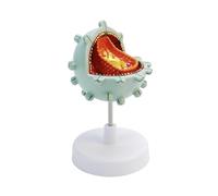 Virus Human Model Cell Virus Amplification Demonstration Model Science Teaching