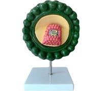 Virus Model Enlarged HIV Anatomical Model Body Model Virus Model Human Cytopathic Demonstration Model HIV Virus Structure Anatomy Medical Microbiology