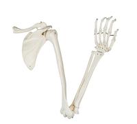 Vision Scientific B10002L Life-Size Human Upper Limb Skeletal Model