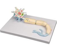 Vision Scientific Neuron Model 2500X Enlarged Neuron Cell Body Motor Neuron Diorama Medical Brain Nerves Anatomical Human Model Lab Medical Science Teaching Tools