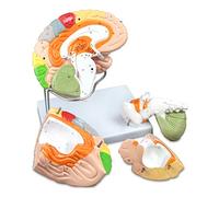 Vision Scientific VAB400 Color-Coded Human Regional Brain - 4 Parts | Approximately 130 Key Structural Features are Identified | 9 Vivid Colors to Identify The Different Brain Functions | W Key Card