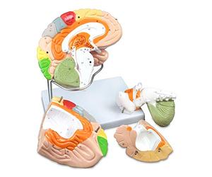 Vision Scientific VAB400 Color-Coded Human Regional Brain - 4 Parts | Approximately 130 Key Structural Features are Identified | 9 Vivid Colors to Identify The Different Brain Functions | W Key Card