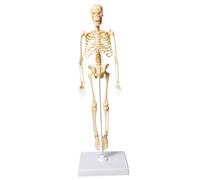 Vistnale Small Human Skeleton Model 13.78 Inch Tall Plastic Human Body Model for Kids Realistic Anatomical Skeleton Toy with Base for Classroom Demonstration Anatomical Teaching Educational Toys