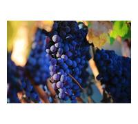 Vitis Boskoop Glory Black Grape Vine Climbing Fruit Plant 3-4ft Tall in a 3 Litre Pot