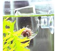 VIV Crystal Glass Red Worm Feeder