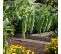 Vivado Sweet Pea Seeds - Early Harvest High Yield Delicious Pods - Garden & Container Friendly - Thompson & Morgan