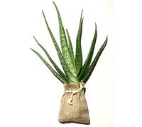 Vivere pianta di Aloe Vera Matura 20cm + Sana pianta di Aria Barbadensis Miller