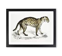 Viverrine Cat Illustration By John Edward Gray Vintage Framed Print | A4 Black Framed Wall Art | Ready to Hang | Classic Animal Picture | Living Room Bedroom Lounge Office