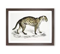 Viverrine Cat Illustration By John Edward Gray Vintage Framed Print | A4 Walnut Framed Wall Art | Ready to Hang | Classic Animal Picture | Living Room Bedroom Lounge Office