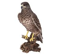 Vivid Arts Common Buzzard Bird | Resin Home or Garden Decoration | XRL-BUZZ-B