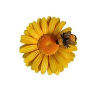 Vivid Arts - Hanging Yellow Daisy with Bee - Garden Decor Inside or Outside