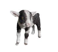 Vivid Arts - Kid Goat - Garden Decor - Indoor Outdoor (Black & White, Small)
