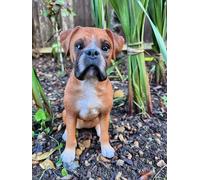 Vivid Arts Real Life Boxer Dog (Small)