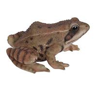 Vivid Arts Real Life Frog