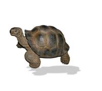 Vivid Arts Real Life Giant Tortoise - Size D