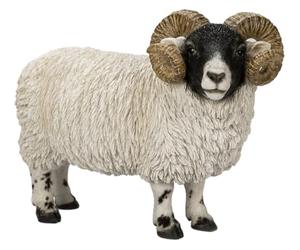 Vivid Arts - RL Scottish Blackface Ram - XRL-BFAC-D