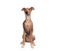 Vivid Arts - Whippet - XRL-WHIP-D