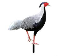 Vivid Garden Stake with Pheasant Design, Acrylic Decoration for Lawns and Courtyards, Eye Catching Outdoor Decor (A)