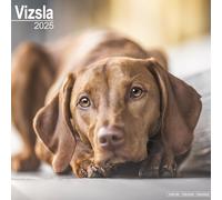 Avonside Publishing Ltd Vizsla Calendar 2025 250806