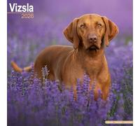 Vizsla 2026 Calendar | Square Wall Calendar | Dog Breed Gift | Plastic Free Packaging | by Avonside Publishing