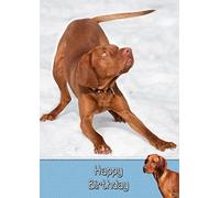 Vizsla Birthday Card