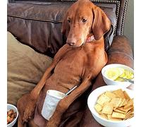 Vizsla Dog Birthday Card - Time Out