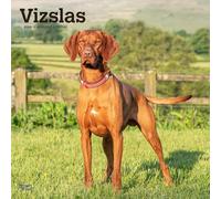 Vizslas - Kurzhaariger Ungarischer Vorstehhund 2026 - 16-Monatskalender: Original BrownTrout-Kalender [Mehrsprachig] [Kalender]