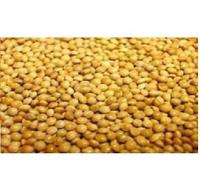 VL French Yellow Millet