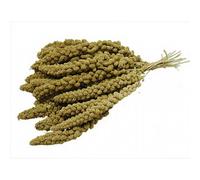 VL Milletsprays Chinese Yellow