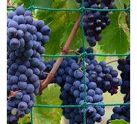 Voarge 2.5 x 2 m Trellis Net, Trellis Cucumber Net, Plant Nets Climbing Net, The Optimal Trellis Net for Garden and Greenhouse
