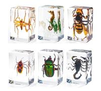 Vokowin Insect in Resin Specimen, Resin Insect in Resin Specime, Real Bug Preserved in Resin for Scientific Educational Toy Office Desk Christmas Display Supplies (6 Styles)(K393-6)