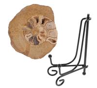 VOSAREA Ammonite Specimen Mineral Crystal Display for Geology Enthusiasts with Stand and Teaching Tool Colorful for Collection