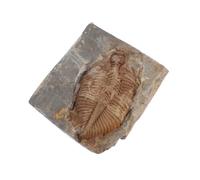 VOSAREA Authentic Trilobite Stone Specimen Real Ancient Marine Arthropod Rock for Paleontology Collection and Science Education Display