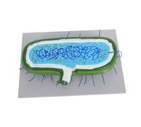 VOSAREA Enlarged Animal Cell Nucleus Model Biology Teaching Aid for Classroom Use Detailed Anatomy Display Educational Science for Student Study