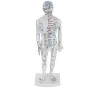 VOSAREA Human Acupuncture Model Male Simulation Body with Acupoint Location Instructions and Realistic Plastic Structure for Acupuncture Training and Home Use