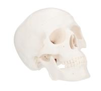 VOSAREA Mini Plastic Skull Model White Plastic Skull Decor Visual Aids Hospitals Schools