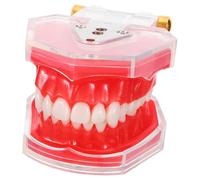VOSAREA Standard Teeth Model with Removable Design for Skill Development and Clinical Skill Improvement Resin and Plastic Teeth Teaching Model and Hands-on Training