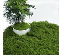 VOSSOT Artificial Moss, Artificial Moss for Decorating, Moss Decorative Moss for Crafts, Preserved Moss Decorative Moss for Christmas Decoration, Floristry, Moss Preserved, as Decoration or for Crafts