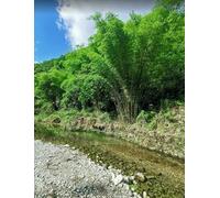 VwrxnchCoatx Cross Stitch Kits,Flowing Stream Mountain River Cross Stitch Ornament Kits for Adults Beginners,Counted Embroidery Needlepoint Kits Home Decor 40 * 50cm(Without Frame)