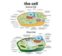 VWWJCCRO Biology Study Aid Poster - Visual Guide to Eukaryotic Cells (Plant & Animal) - Science Learning Tool and Decorative Print for Dorm Room or Home Library(Unframed,12x18inch(30x45cm))