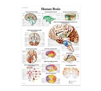 Vxhohdoxs Anatomical Illustration of The Human Brain Poster, Canvas. Suitable for Teaching