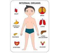 VZZCGJVT Montessori jigsaw Puzzle of human body structure, Anatomy Organ Model Anatomy Toy Human Organ Teaching Aids,Boy black