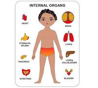 VZZCGJVT Montessori jigsaw Puzzle of human body structure, Anatomy Organ Model Anatomy Toy Human Organ Teaching Aids,Boy orange