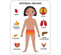 VZZCGJVT Montessori jigsaw Puzzle of human body structure, Anatomy Organ Model Anatomy Toy Human Organ Teaching Aids,Girl orange